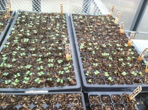 Brassica seedlings, March 2015