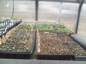 Greenhouse transplants, late March 2015