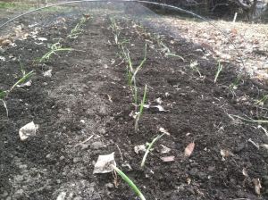 Newly planted onions, 2015