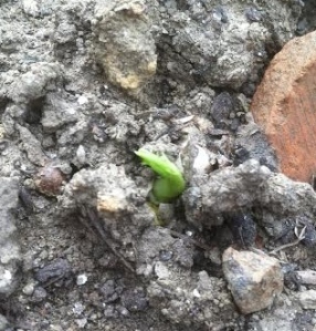 Germinating pea seed