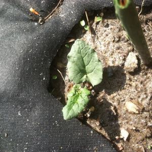 First rhubarb growth
