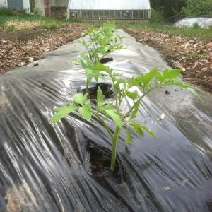 Newly planted tomato seedlings